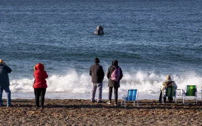 Temporada de fauna en Puerto Madryn: Un espectáculo natural en la Patagonia