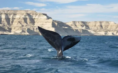 Puerto Madryn Potencia su Oferta Turística en la FIT 2024