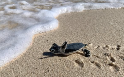 Isla caribeña apuesta por el turismo con impacto social y ambiental y anima a los visitantes a apoyar proyectos locales