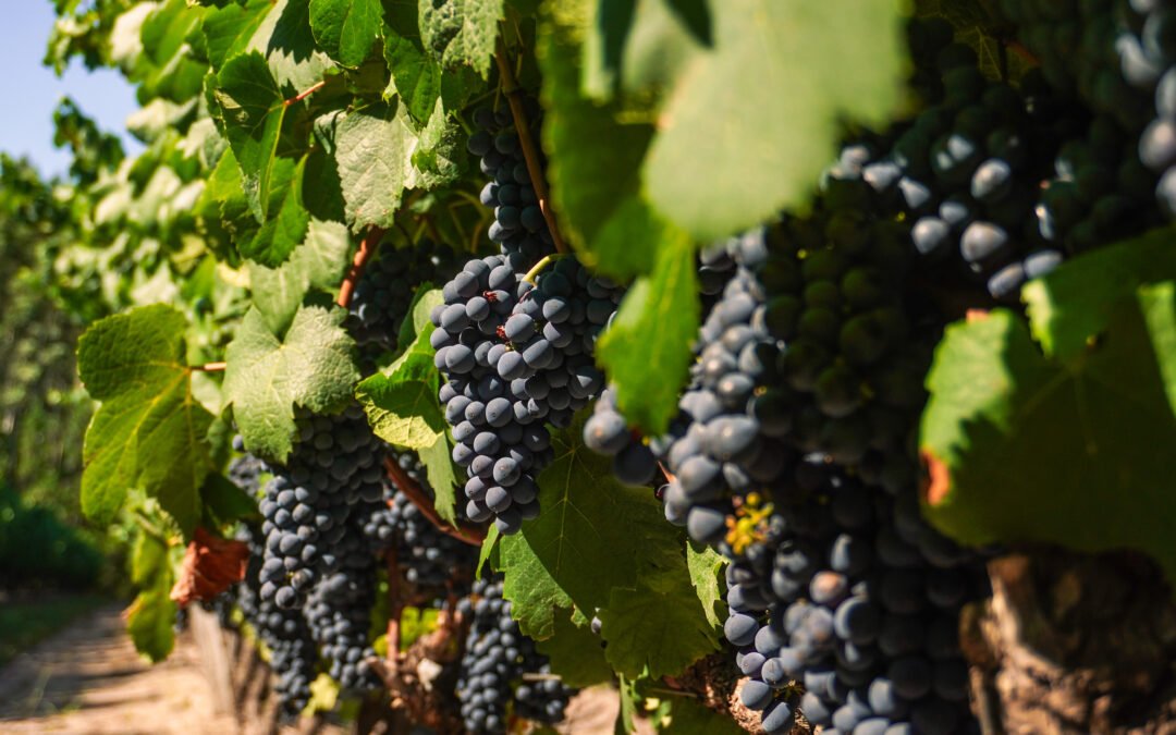 CONCORDIA: EL DESTINO ENTRERRIANO QUE SORPRENDE A LOS AMANTES DEL VINO